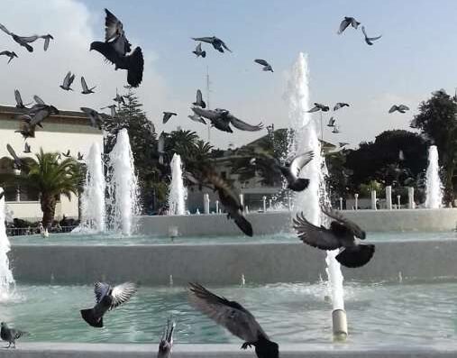 حلاق ومصفف الشعر<div class="listing-provider-name">عبدو عوسي</div>