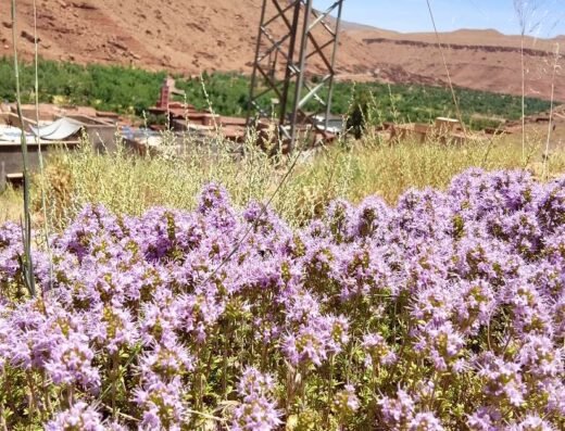 Photographe Pro | Vente Photos HD Authentiques Maroc – Chevaux Arabes, Khenchela & Aurès<div class="listing-provider-name">Blid Bahado</div>